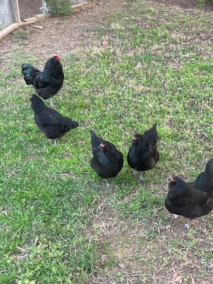 Breeding Black Ameraucana – Why and&nbsp;How?